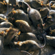 Illustration for article titled Restaurants might be closed, but at least we have cannibal rats